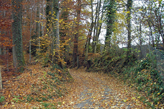 Waldweg im Herbst