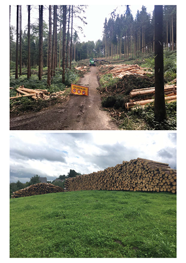 Vom Borkenkäfer (Buchdrucker) befallene Fichten müssen grossflächig gefällt werden (oben). Das Schad- und Käferholz stapelt sich, Lagerflächen sind rar und müssen mind. 500 Meter vom Wald entfernt sein, damit eine weitere Ausbreitung des Schädlings verhindert wird (unten).