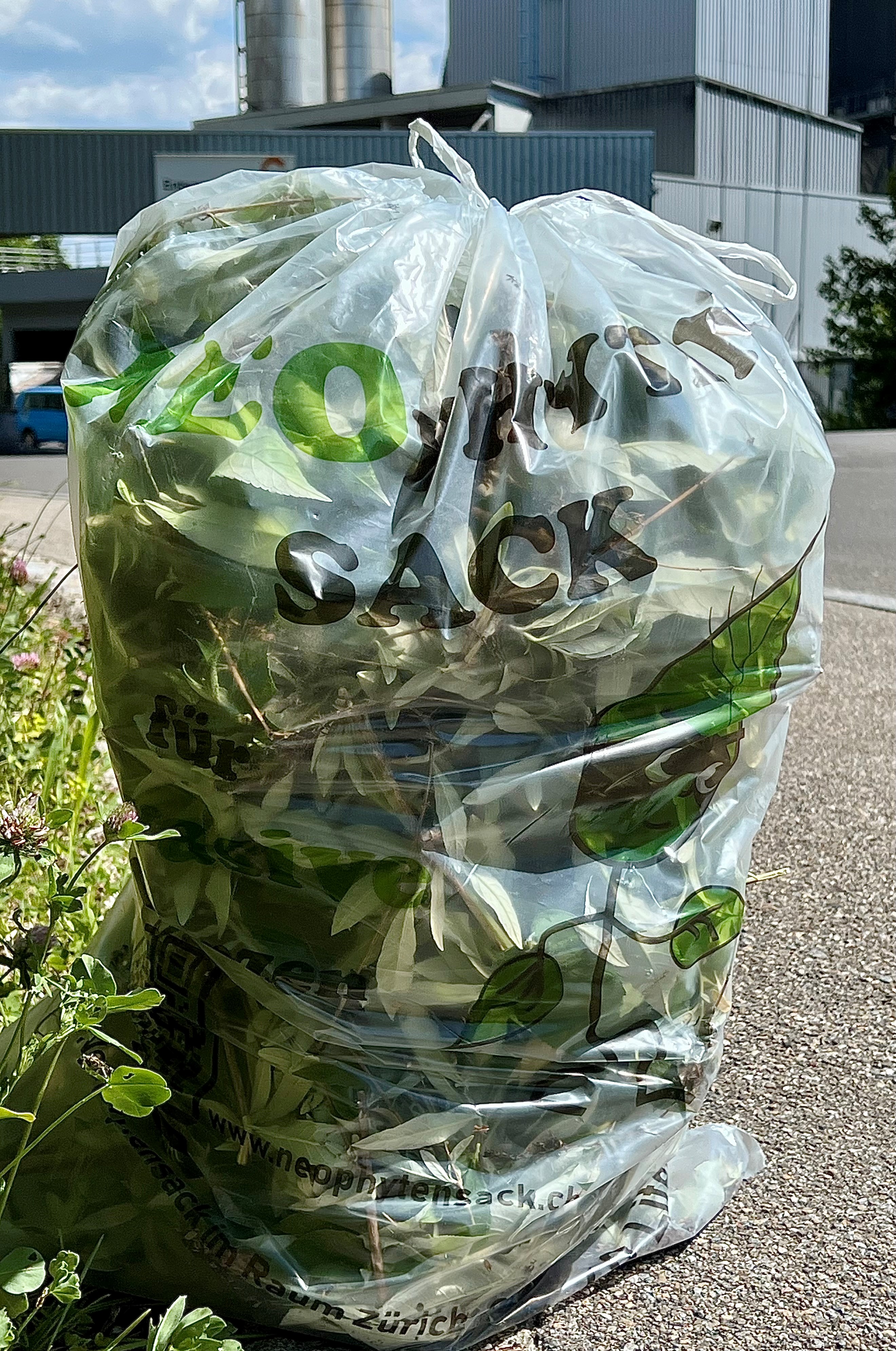 Transparenter Sack mit Pflanzen drin