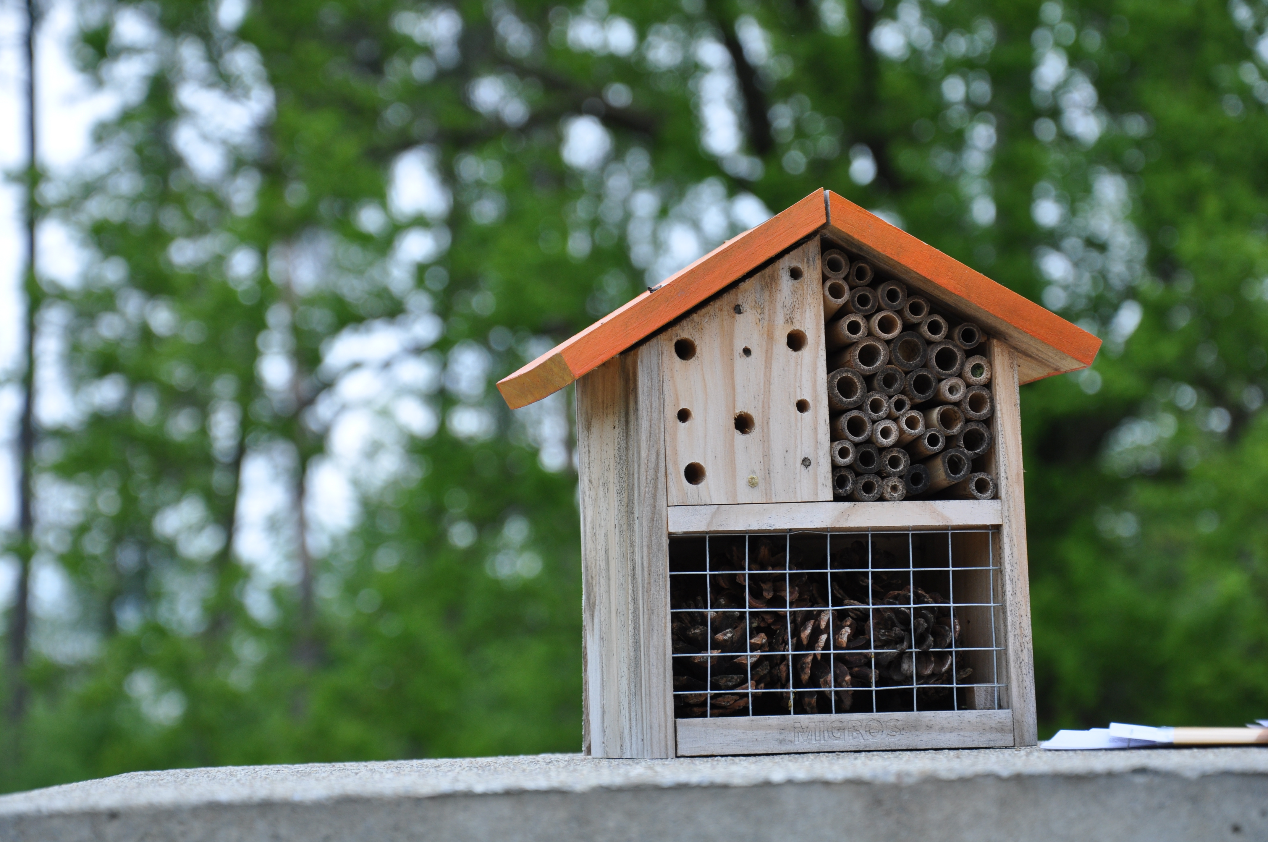 Insektengarten Im Wettinger, Lebensraum für verschiedenste Insekten