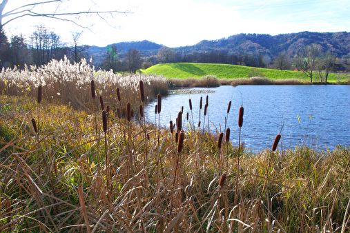 Gattikerweiher mit Naturschutzgebiet