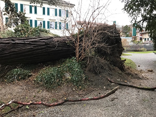 Der umgestürzte Lebensbaum bei der Seeanlage Marbach wird in den nächsten Tagen weggeräumt.