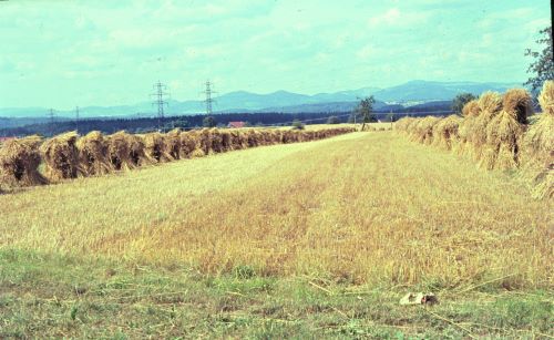 Landwirtschaft