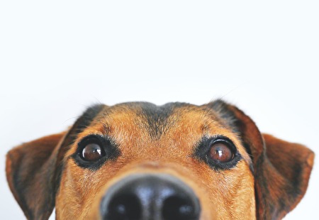 Hunde (An- und Abmledung)