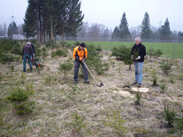 Die Helfer der Gruppe Natur 60+ beim setzen der neuen Christbäume