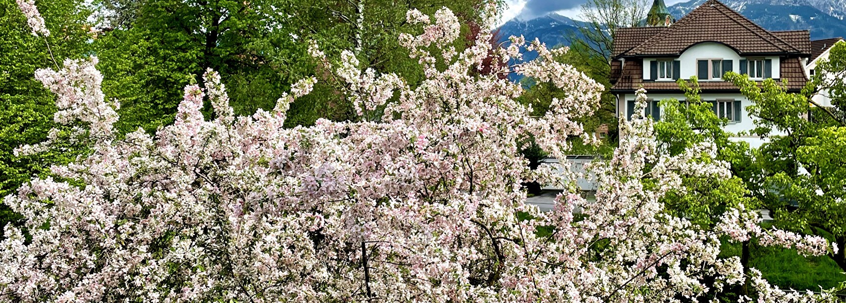 Baum neben Gemeindehaus