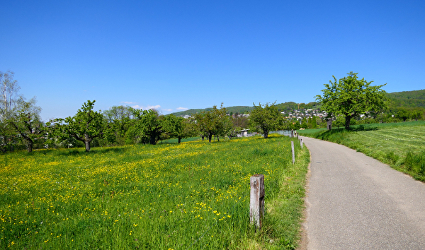 Grüne Wiese am Wegrand Richtung Dornach