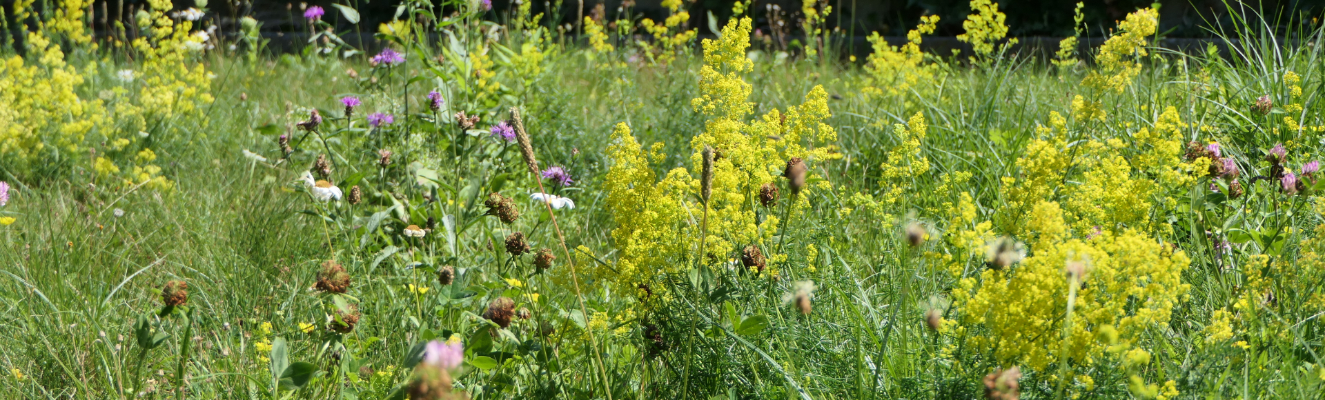 Blumenwiese