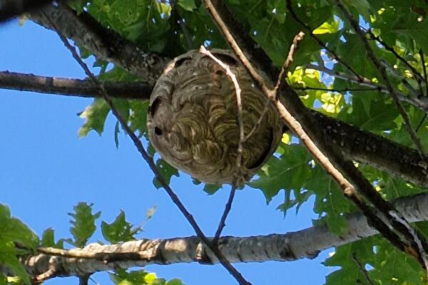Hornissen-Nest Foto