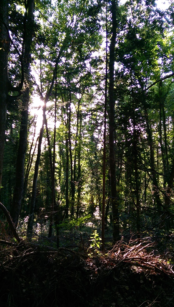 Bild Waldfriedhof Fahrwangen