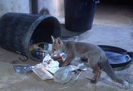 Fuchs an einer Abfalltonne
