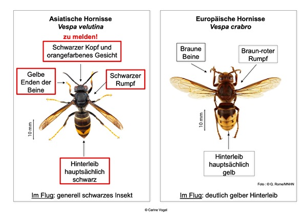 Vergleichsbild asiatischer zu einheimischer Hornisse