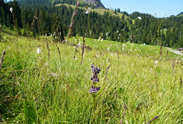 Feuchtgebiet