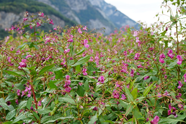 Drüsiges Springkraut