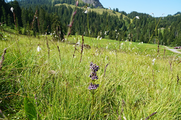 Feuchtgebiet