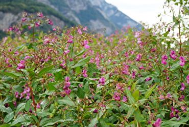 Drüsiges Springkraut