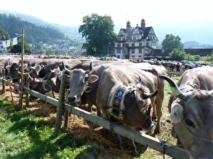 Kleinviehausstellung Schwyz