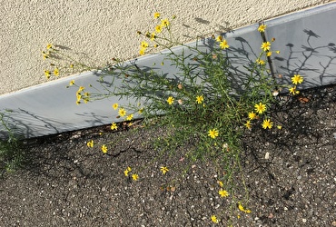 Schmalblättriges Kreuzkraut