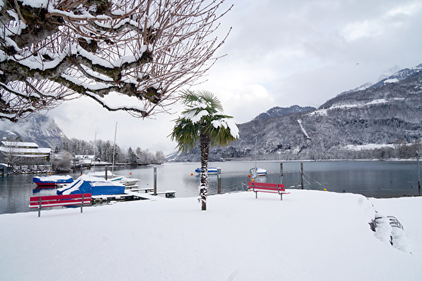 Chinesische Hanfpalme