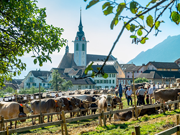Viehausstellung