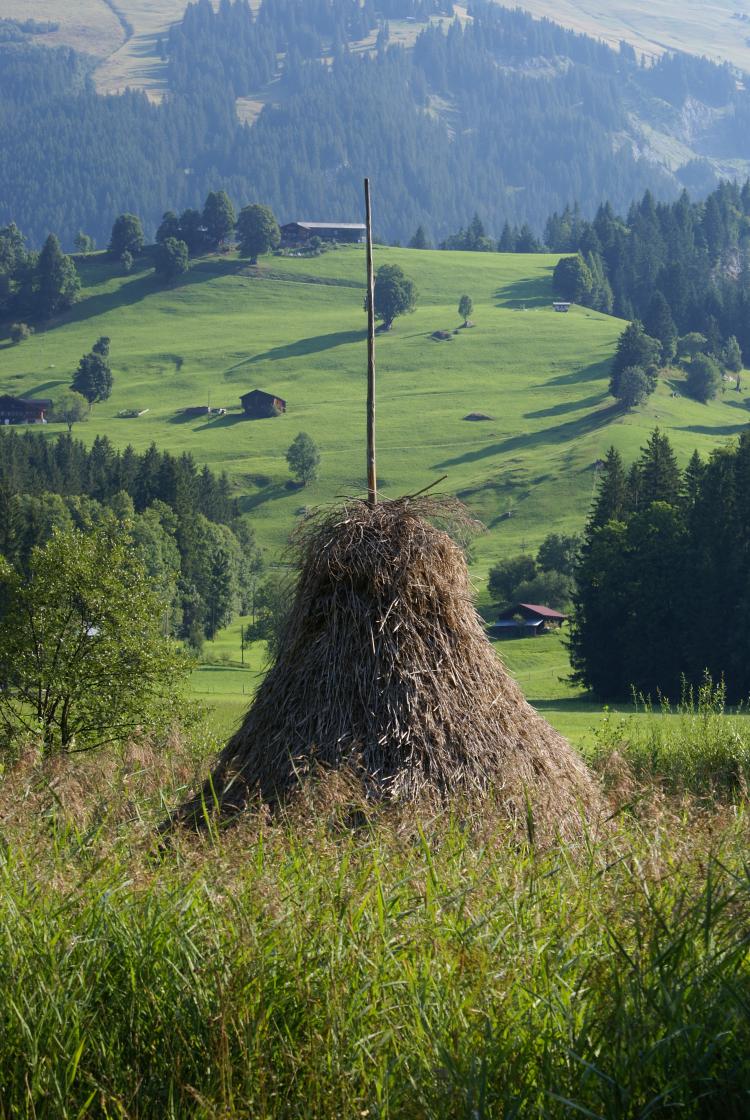 Triste im Rohr