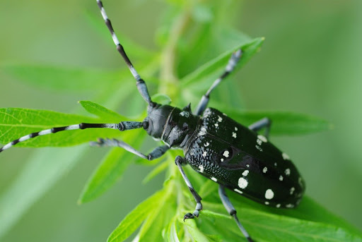 Asiatischer Laubholzbockkäfer