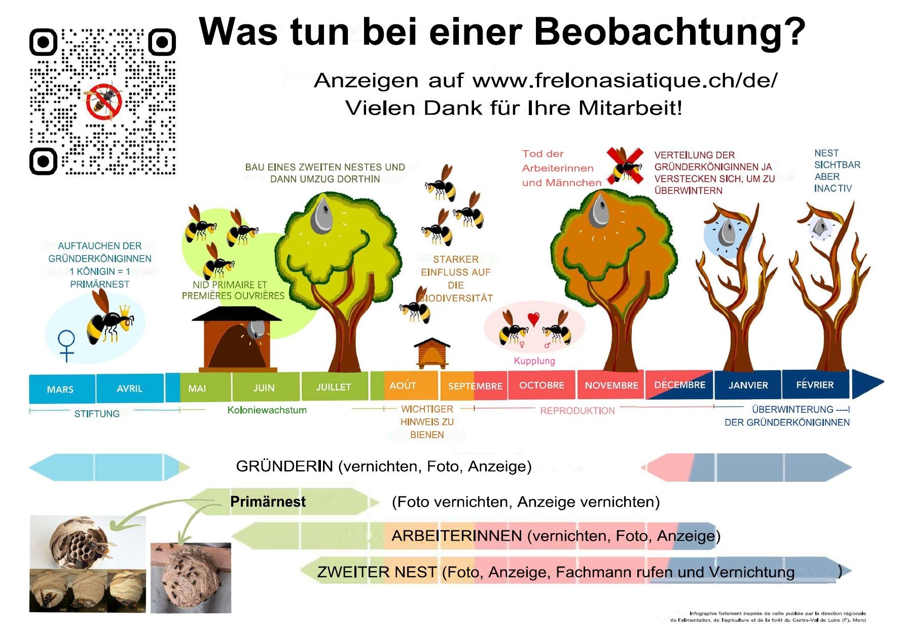Asiatische Hornisse_Was tun bei einer Beobachtung