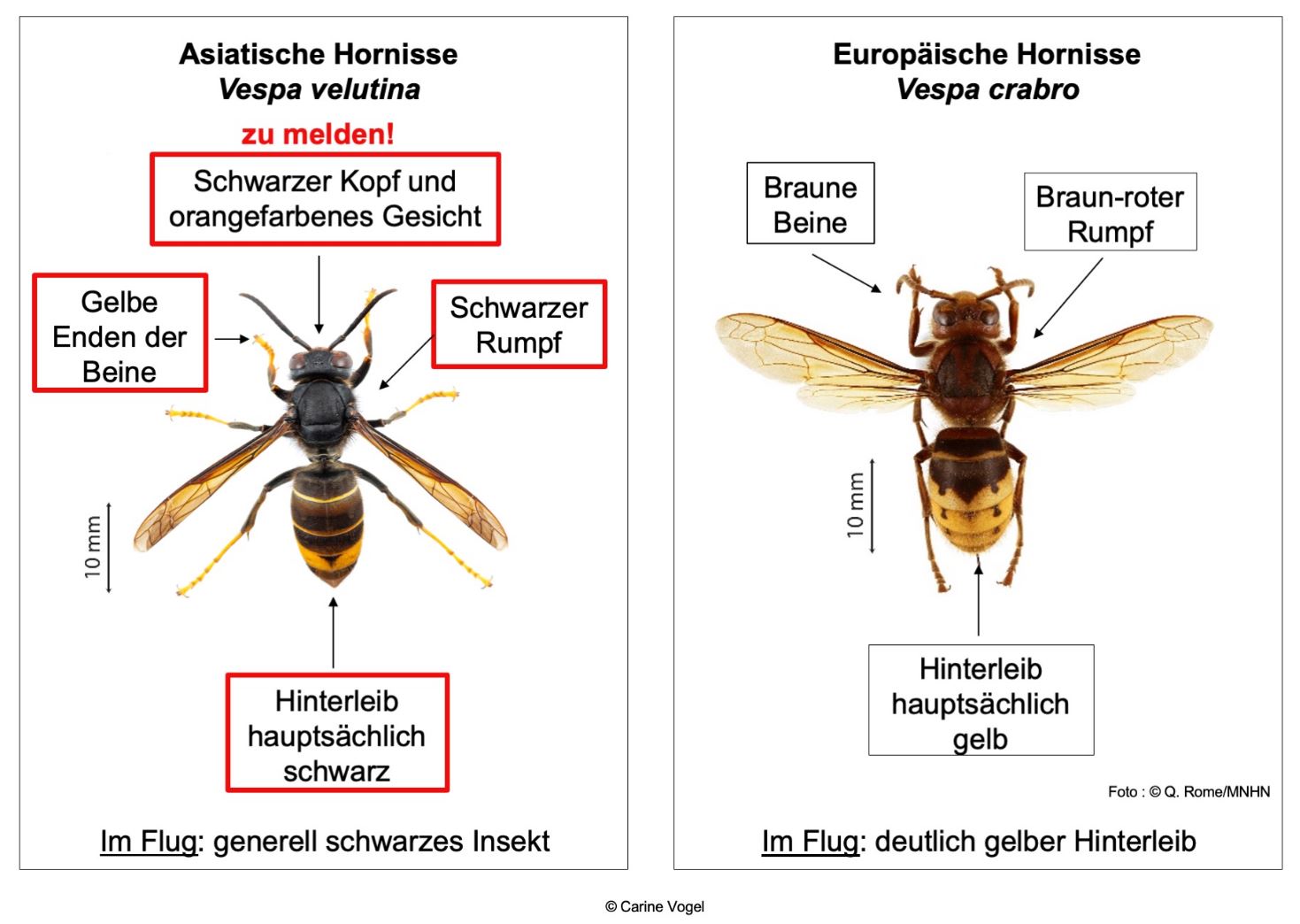 Asiatische Hornisse - Vergleich