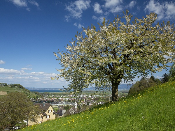 Lutzenberg im Frühling