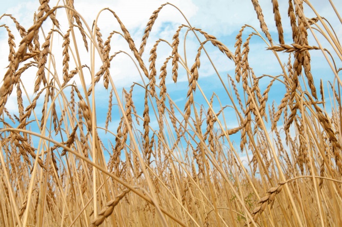 Kursprogramm 2019:
Kurs Nr. 9 Dinkel - altes Getreide neu entdeckt