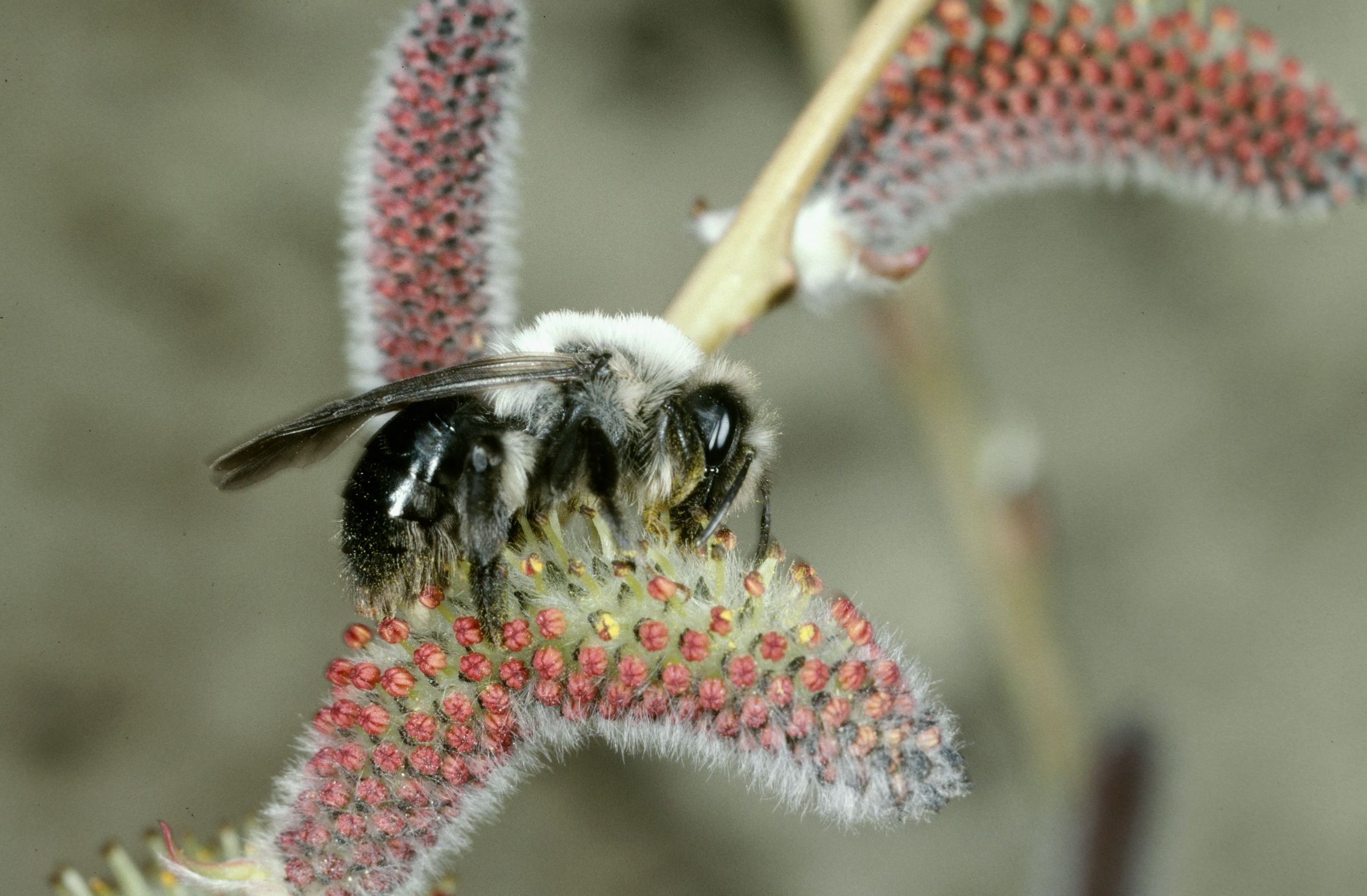 Kursprogramm 2020:
Kurs Nr. 7 Wildbienenwissen (Vortrag)
