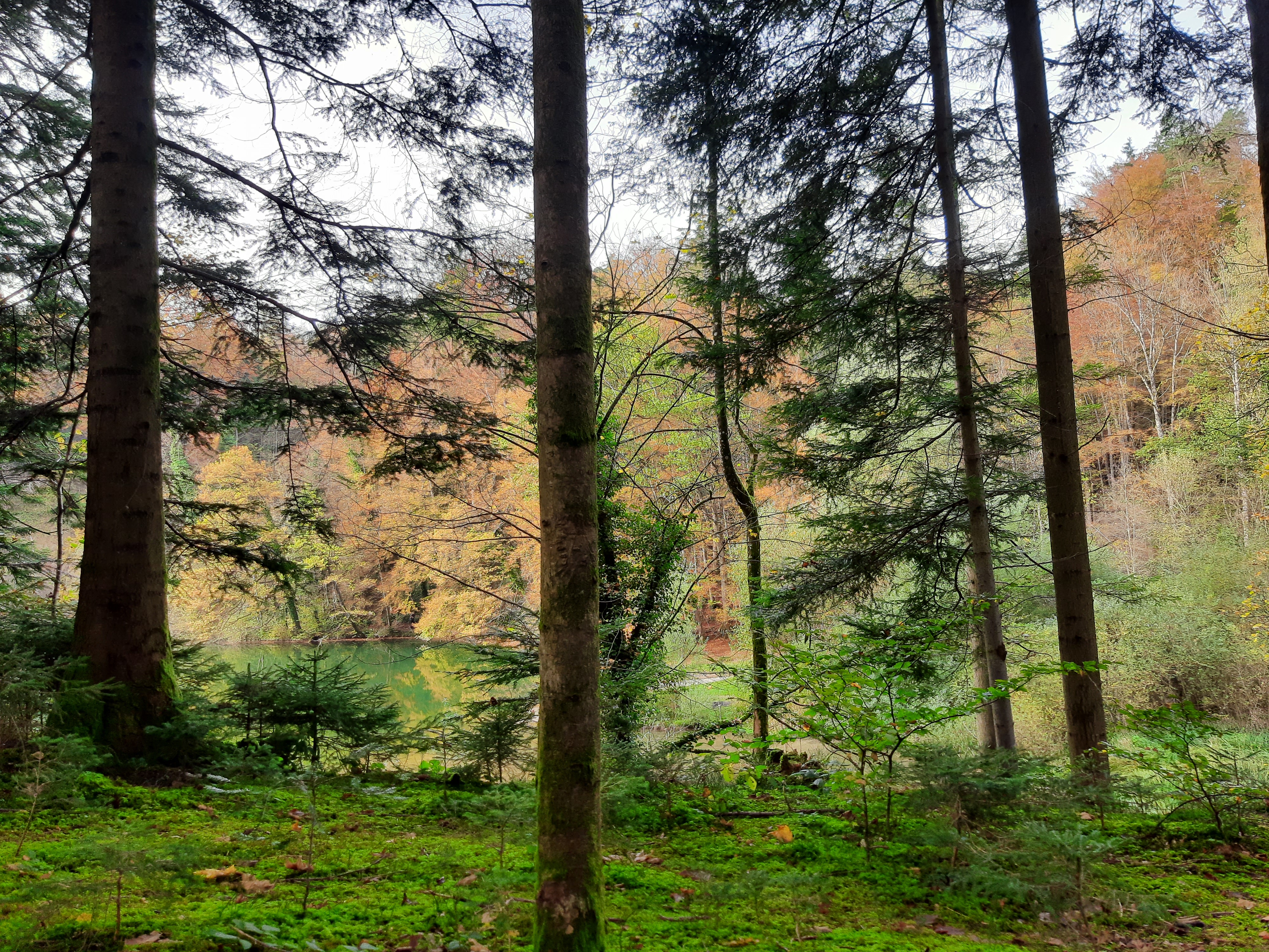 Herbstwald