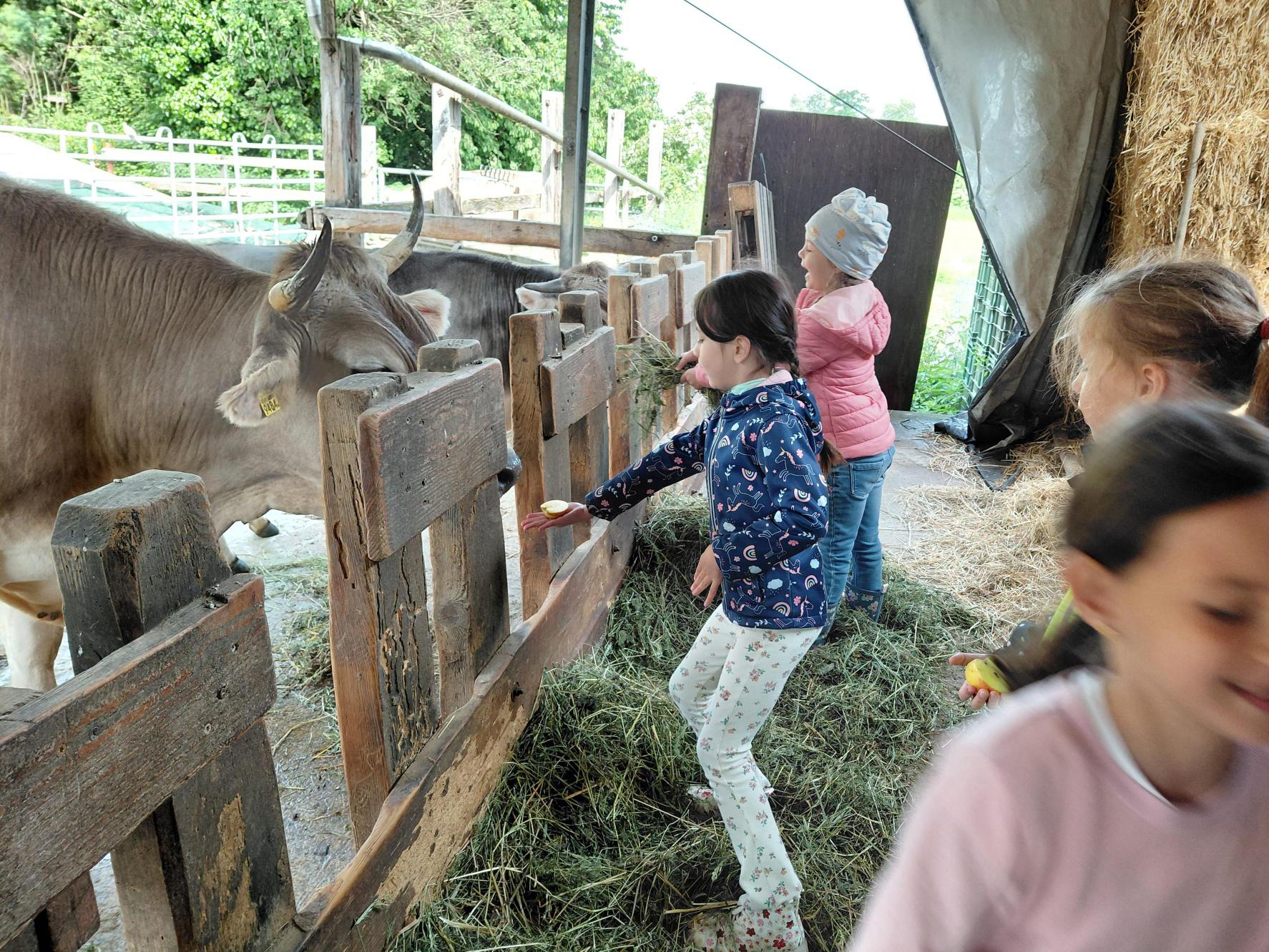 Tiere füttern und kennenlernen, was im Boden lebt, auf dem Bauernhof Ortoloco.