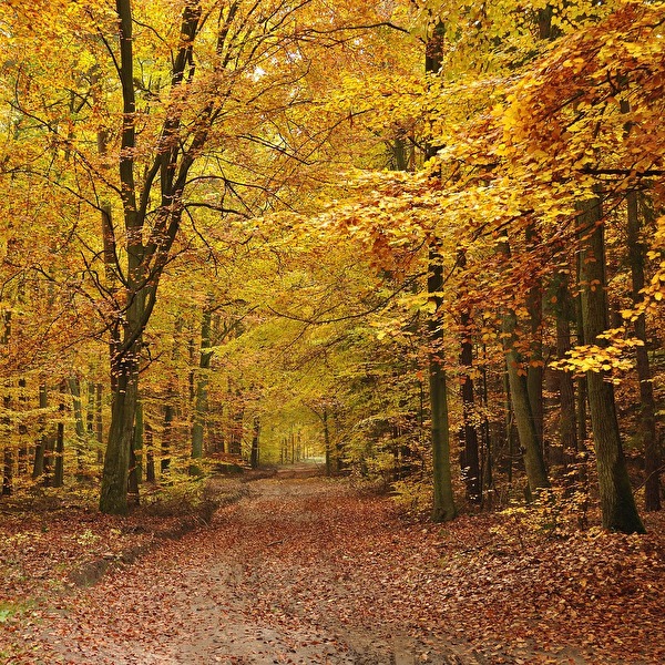 Herbst
