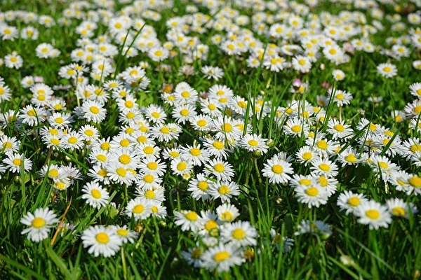 Gänseblumen