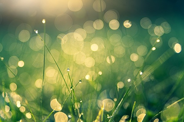 Gras