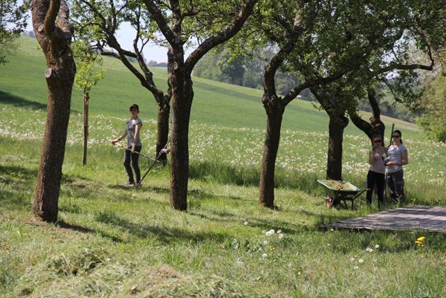 Die Wiese musste gemäht werden. Das Heu wurde rund um die Bäume gelegt. Diese Heuscheiben ergeben mit der Zeit einen guten Humus für das Wachstum und die Gesundheit der Bäume.