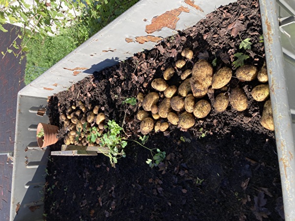 Kartoffeln aus dem Schulgarten