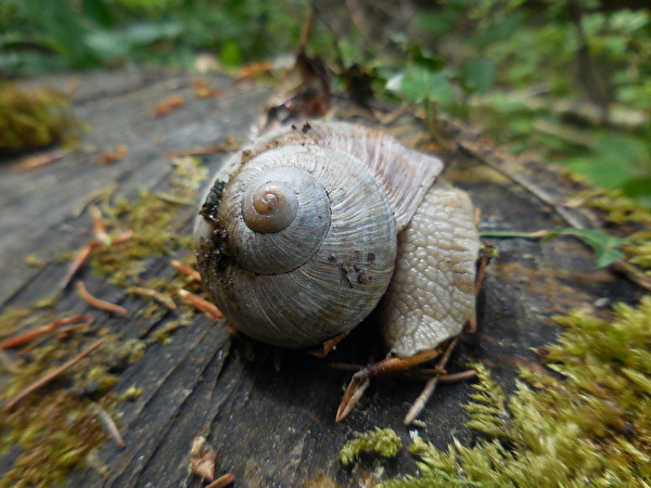 Schnecke