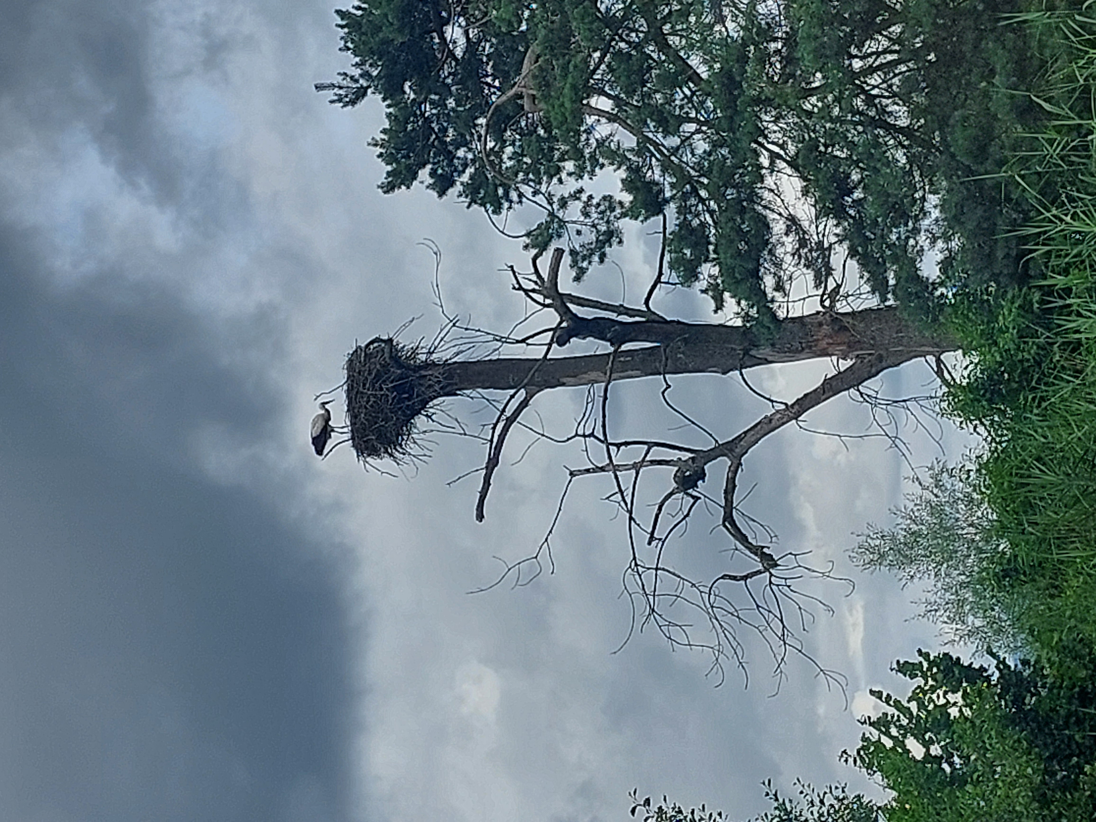 Storch beobachten