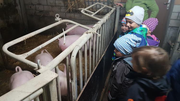 Die 4 Schweine, Max, Moritz, Fritz und Babe.