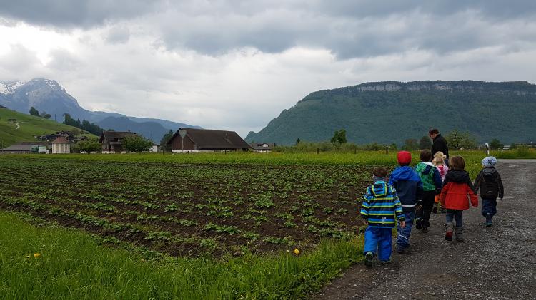 Die vielen Kartoffeln sind im Wachstum.