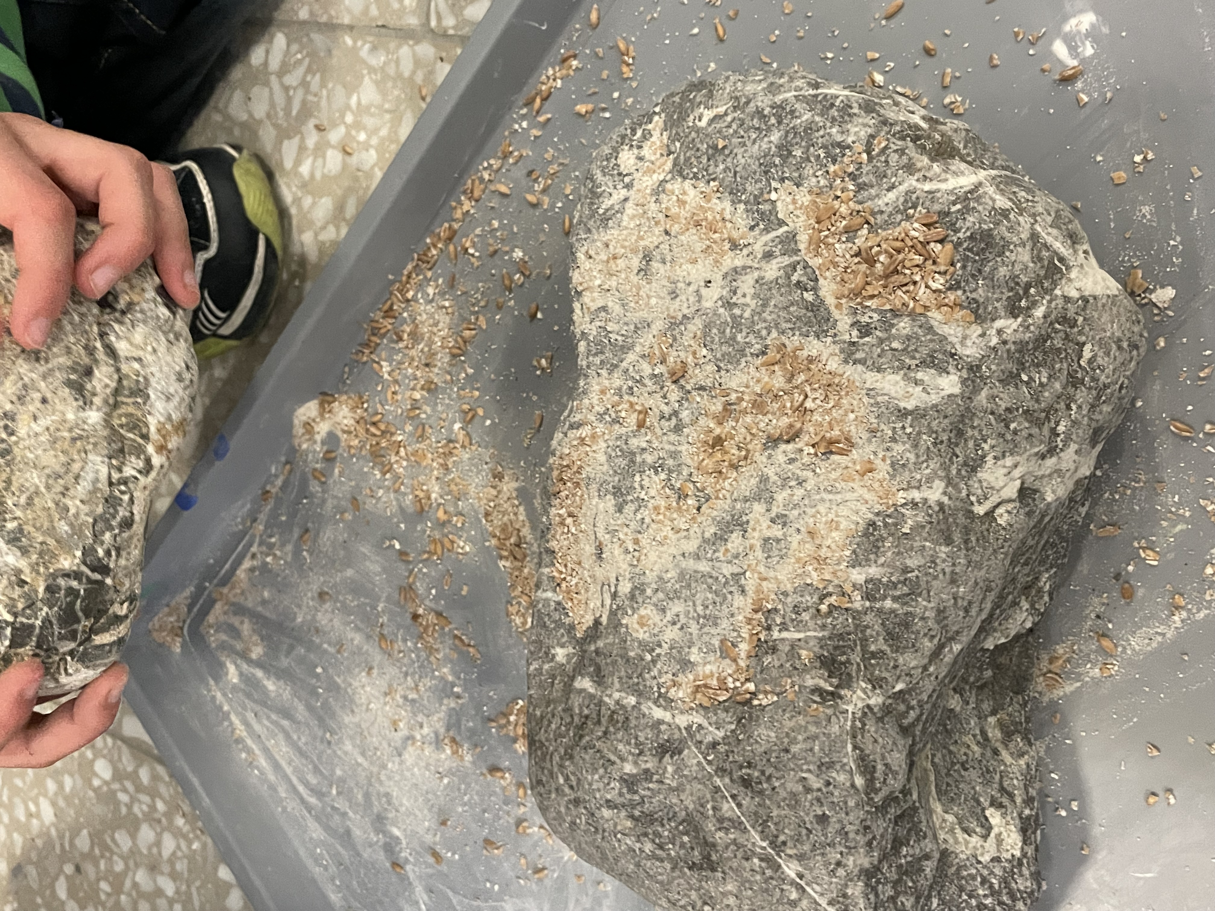 Wie war es früher? 
Die Körner wurden zwischen den Steinen gemahlen.