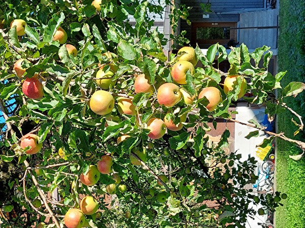 Apfelbaum