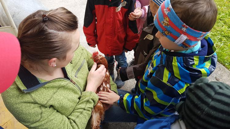 Ein zahmes Huhn.