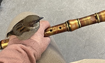Blockflöte mit Spatz