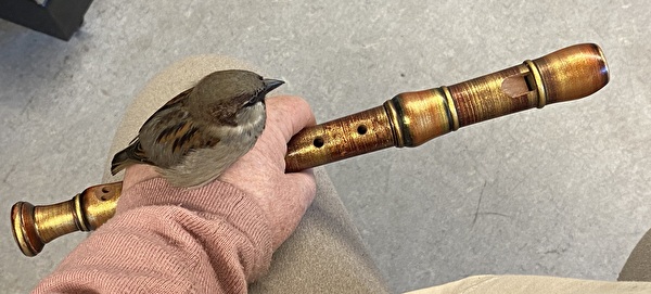 Blockflöte mit Spatz