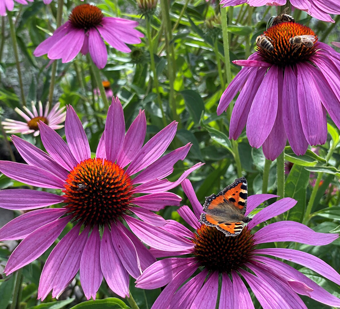 Blumen mit Bienen und Schmetterling