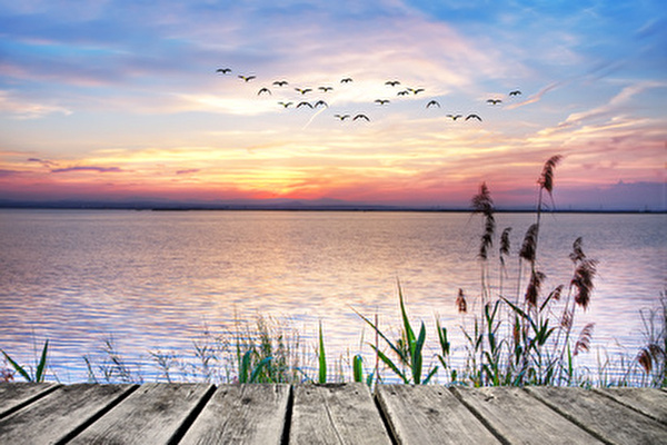 Bild Sommer