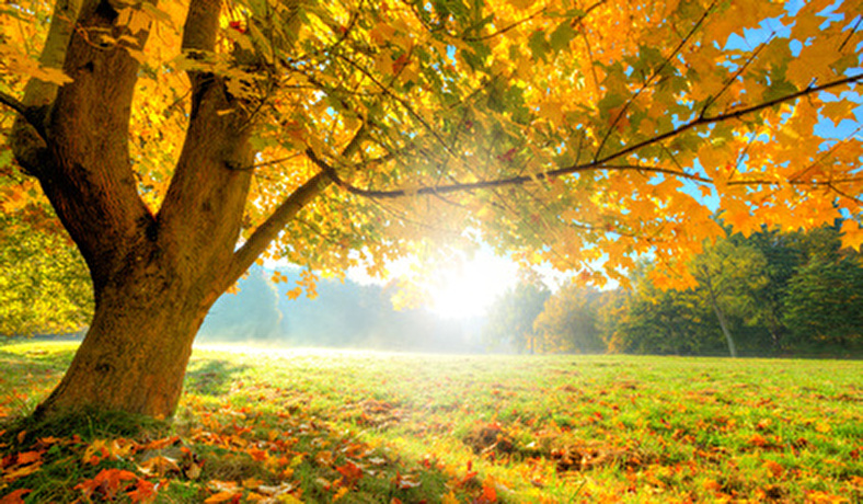 Bild Herbst 